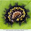 euphydryas maturna kuban larva3